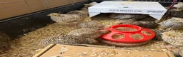 Quail poultry for sale: Jumbo Japanese Coturnix Quail  - Advert 2