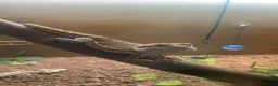 Bearded Dragon reptiles for sale: bearded dragon in Southampton - Advert 7