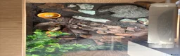 Gecko reptiles for sale: 2 x male viper geckos with full bioactive setup in Emsworth - Advert 3