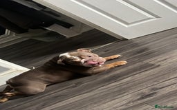English Bulldog dogs for sale: Rehomimg due to break up - Image 24