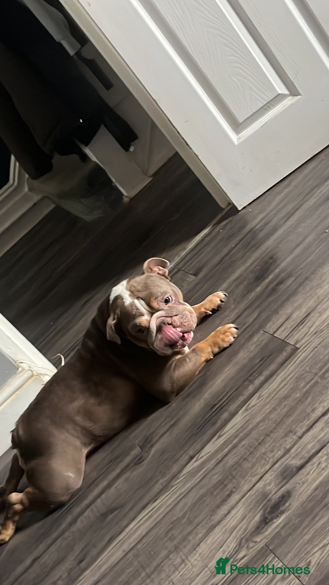 English Bulldog dogs for sale: Rehomimg due to break up - Image 24