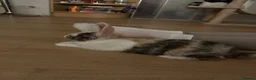 Mixed Breed rabbits for sale: Beautiful Spot mix Bunny in Gosport - Advert 3