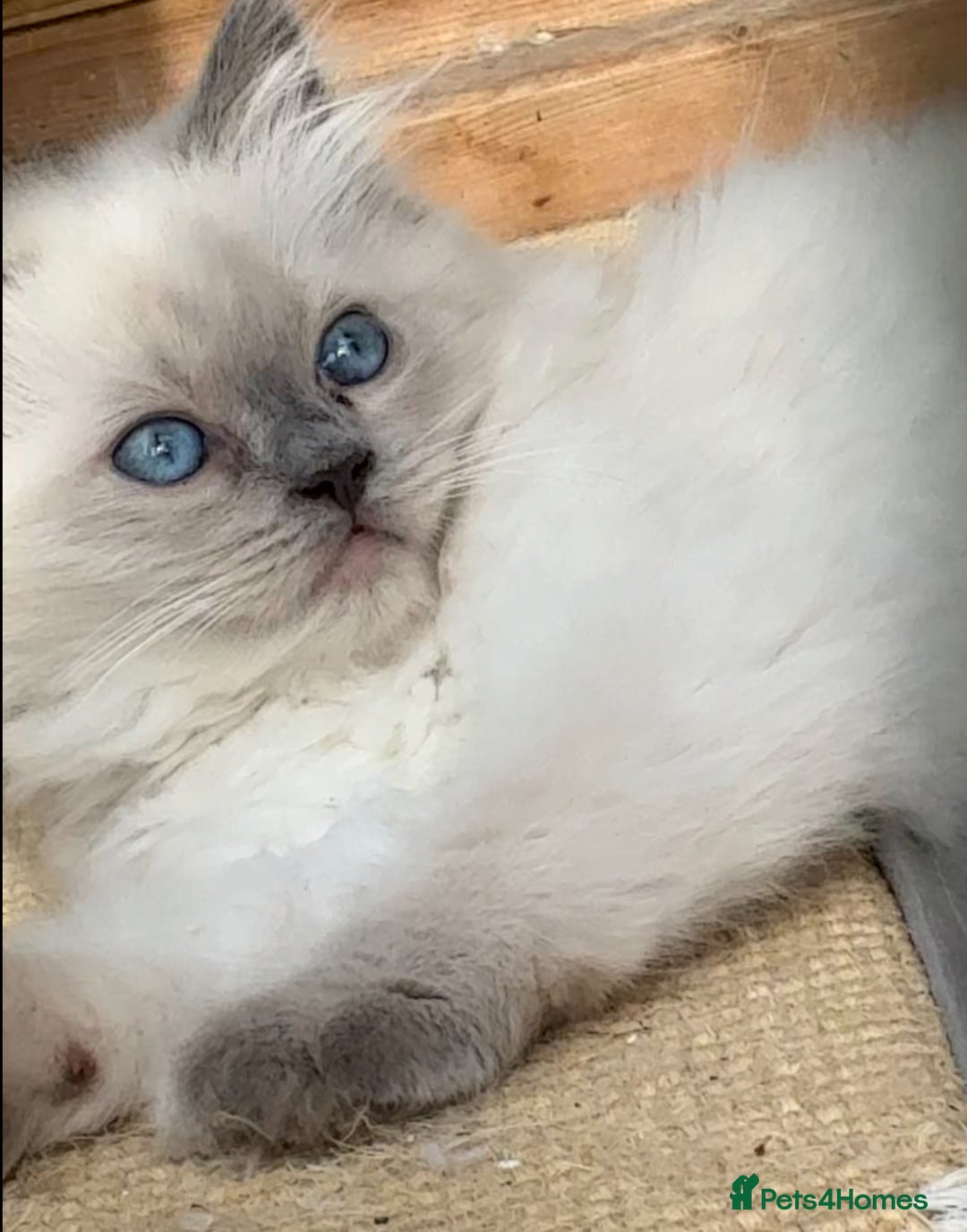 Ragdoll cats for sale: Female ragdoll kittens - Image 6