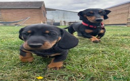 Dachshund dogs for sale: Standard dachshund puppies - Image 7