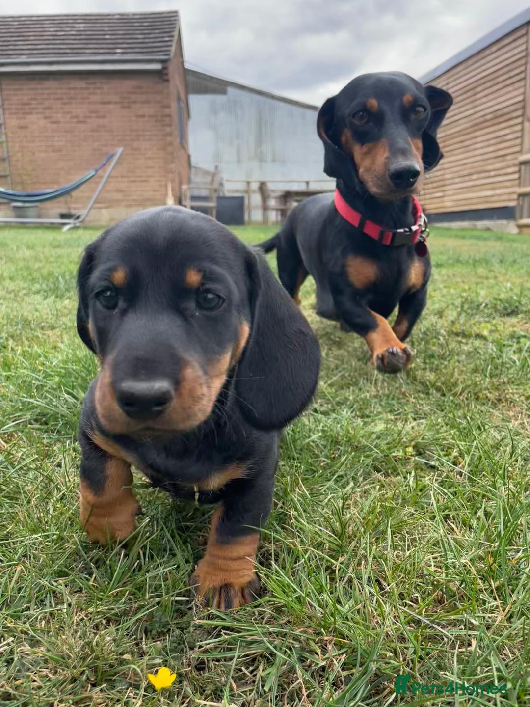 Dachshund dogs for sale: Standard dachshund puppies - Image 7