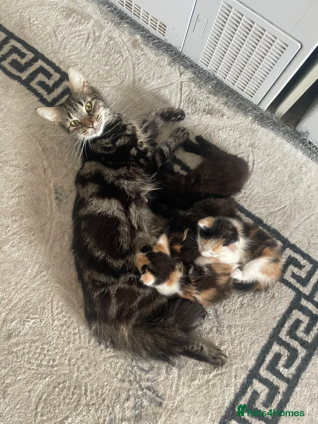 Mixed Breed cats for sale: 3 kittens left  - Advert 11