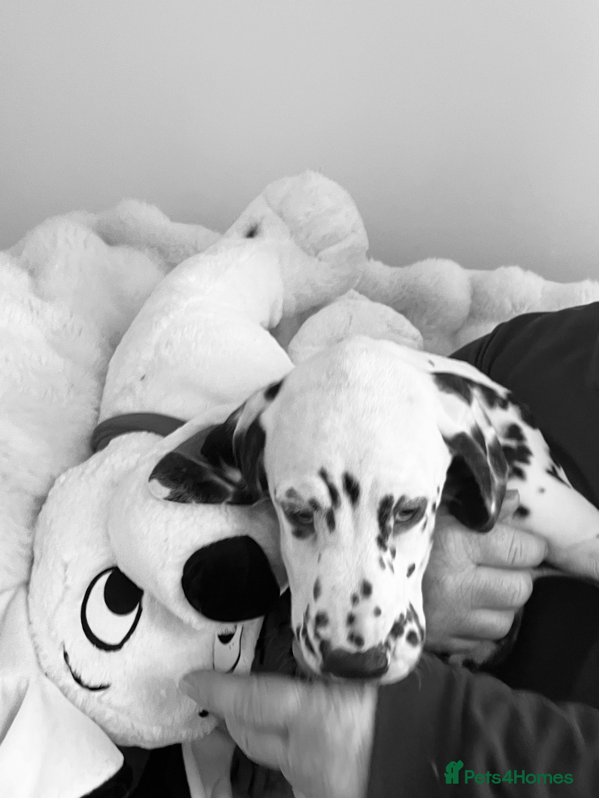 Dalmatian dogs Fully vaccinated fulll hearing puppies ready now - Advert 5