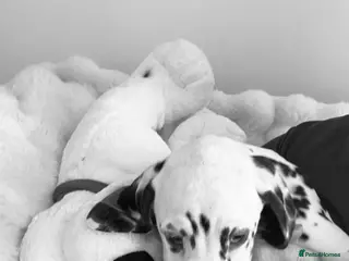Dalmatian dogs Fully vaccinated fulll hearing puppies ready now - Advert 5