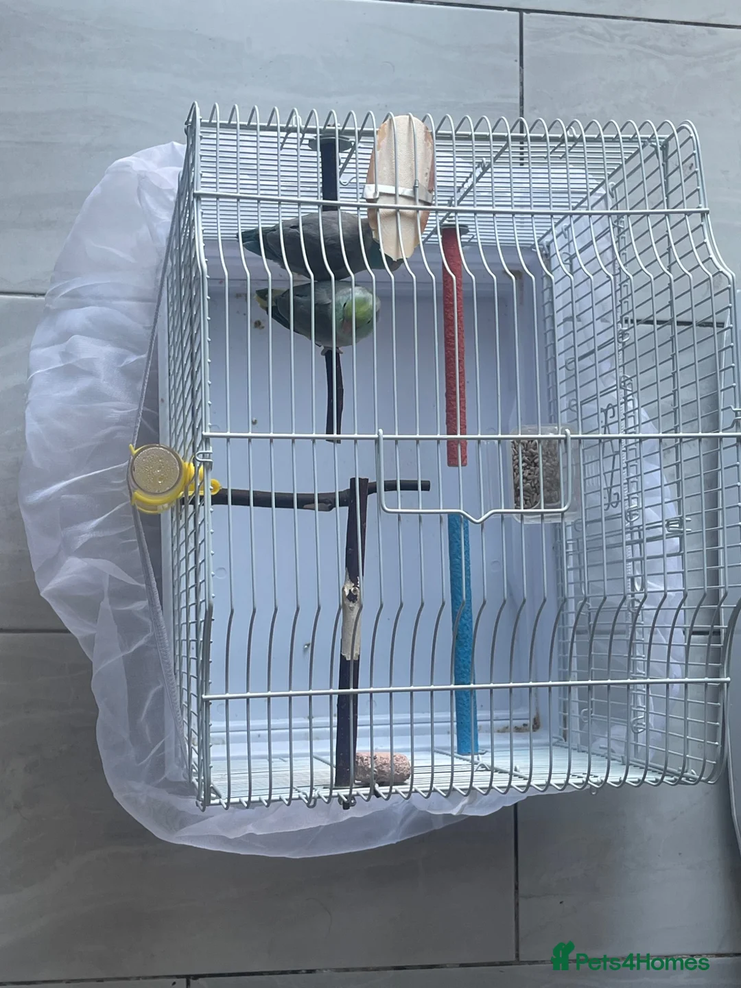 Parrots birds for sale: Parrotlet  in Hayes - Advert 19