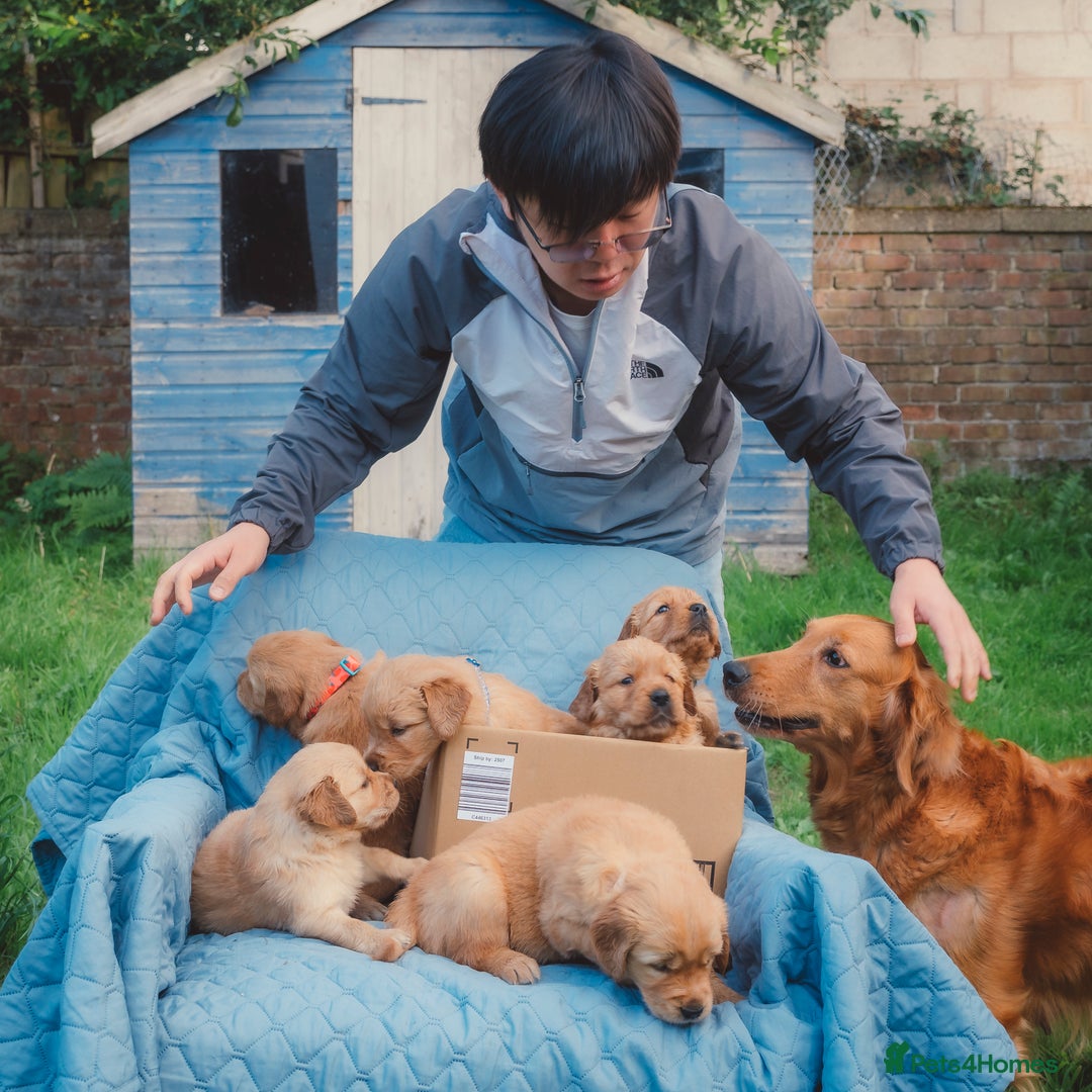 Golden Retriever dogs for sale: Golden Retriever Puppies KC Dad  - Image 37