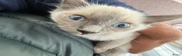 Ragdoll cats for sale: Beautiful RAGDOLL KITTENS  in Chichester - Advert 3