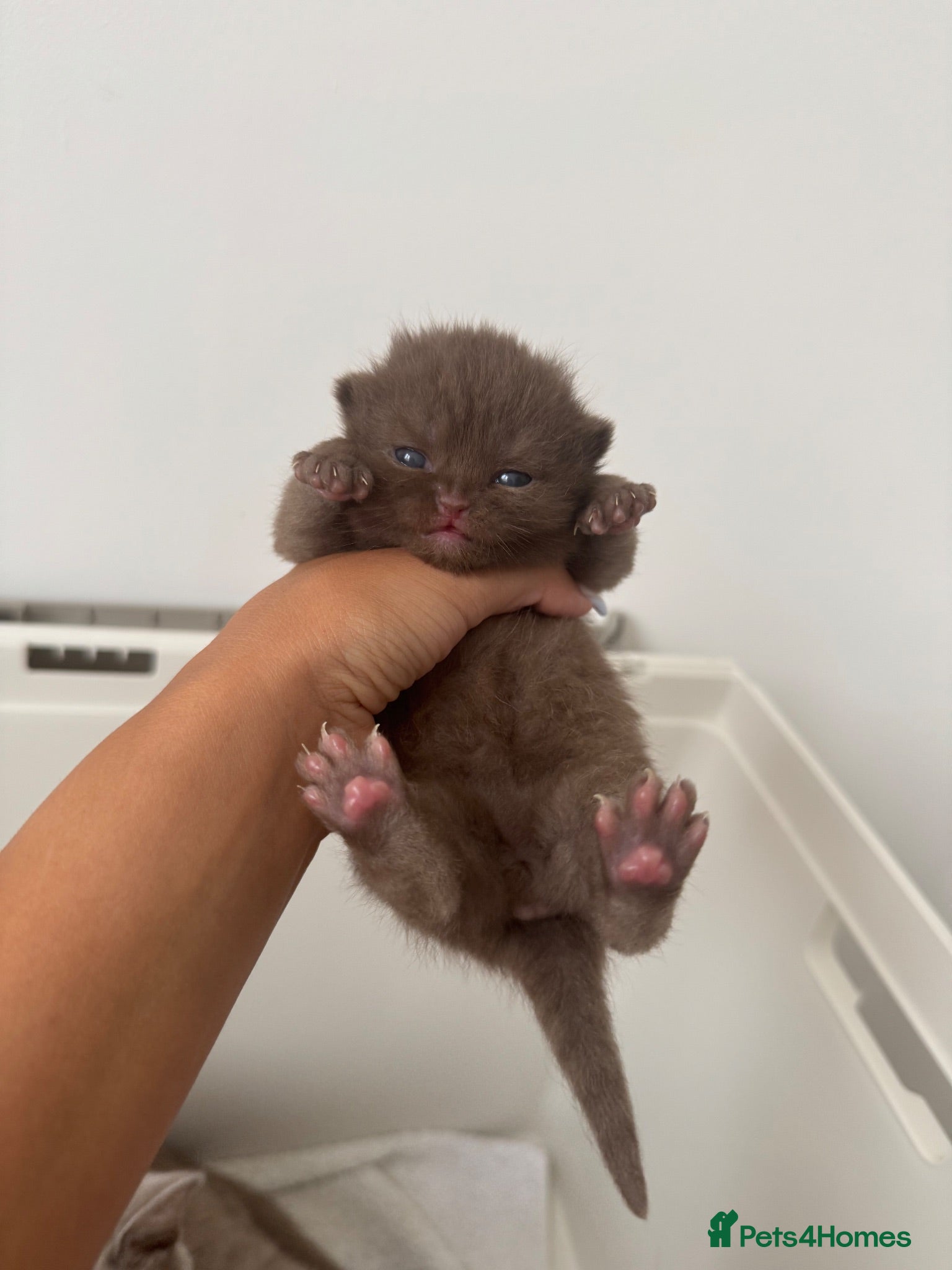 British Shorthair cats 🍫Beautiful Chocolate British Shorthair Kittens🍫 - Advert 2
