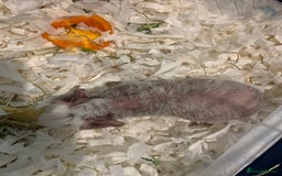Guinea Pig rodents for sale: Skinny Pigs /werewolf piggies  - Image 3