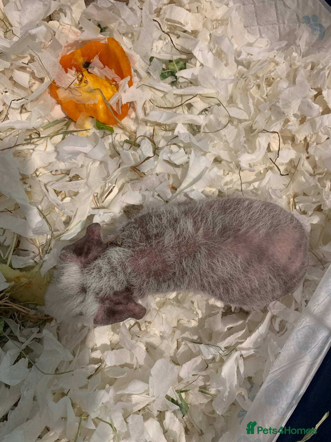 Guinea Pig rodents for sale: Skinny Pigs /werewolf piggies  - Image 3