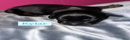 Dachshund dogs for sale: Dachshund Puppys - Advert 3