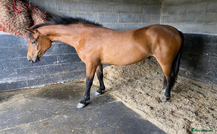 Connemara horses - Advert 2