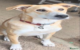 Mixed Breed dogs for adoption: Cristina - Norwich Norfolk  - Image 23