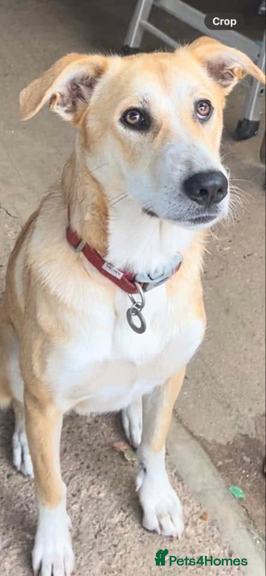 Mixed Breed dogs for adoption: Cristina - Norwich Norfolk  - Image 23