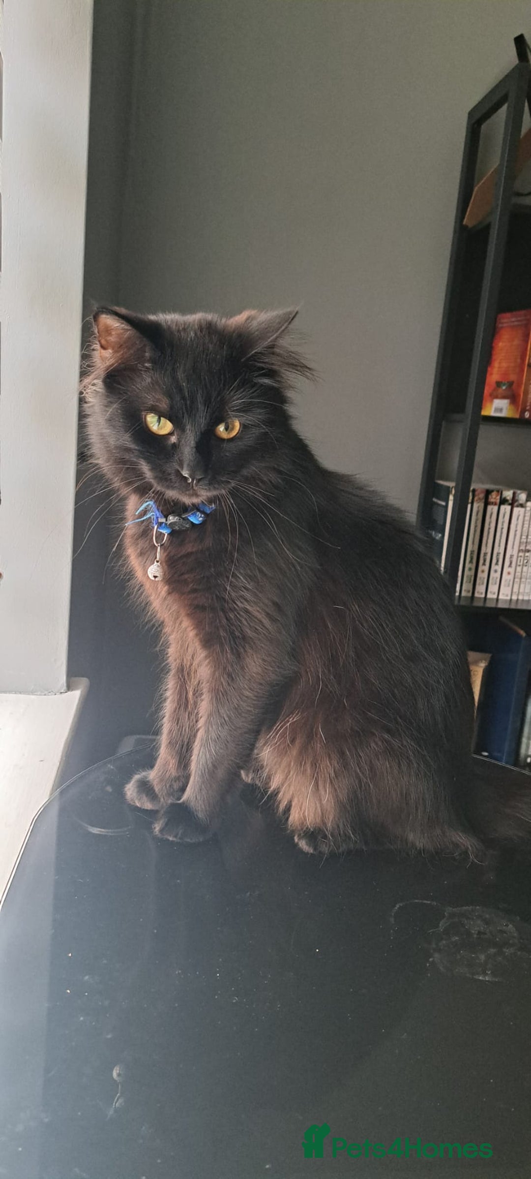 Mixed Breed cats for sale: 3 GORGEOUS kittens for sale  - Image 2