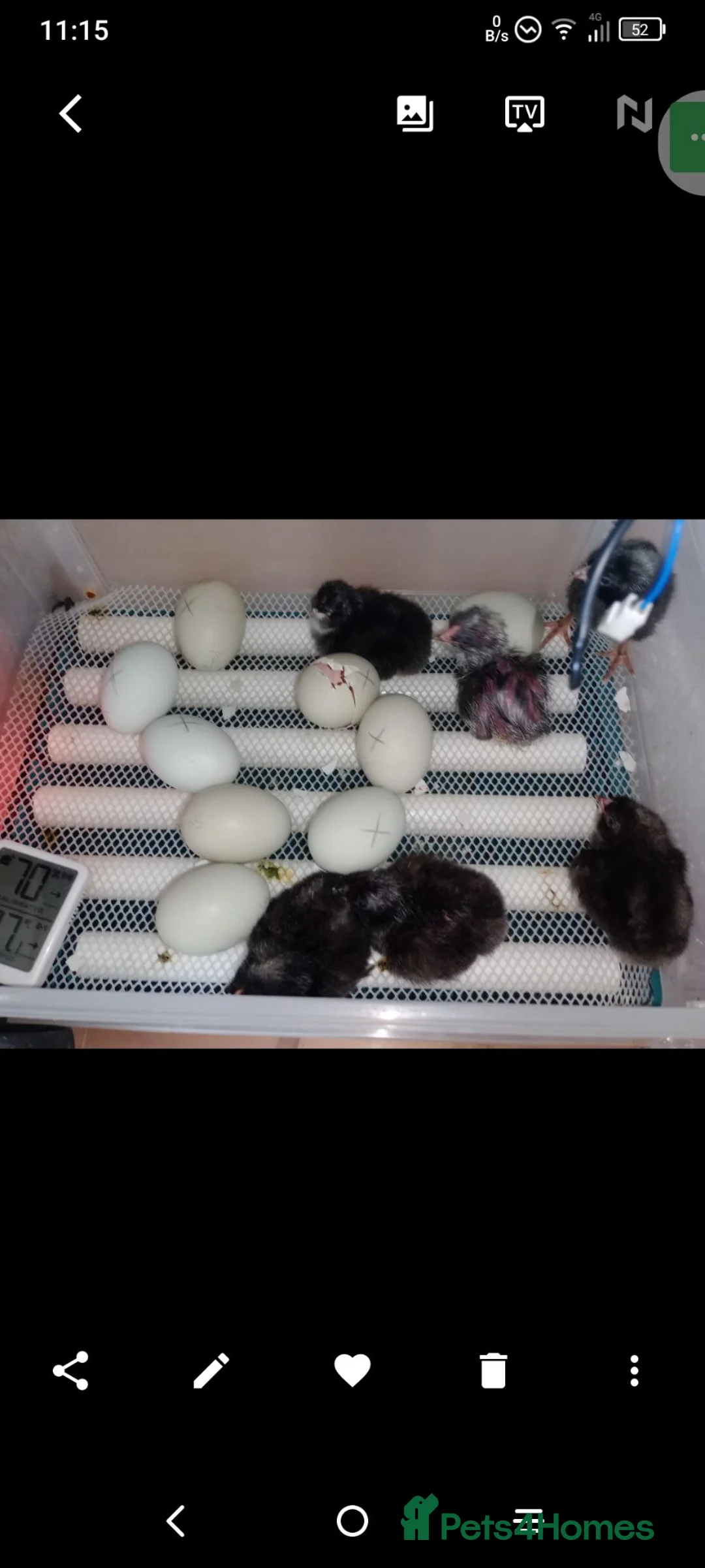 Chickens poultry for sale:  Fertile Hatching Eggs: Blue, Cyan, Green, Olive - Advert 9