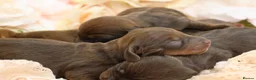 Miniature Dachshund dogs for sale: KC Miniature Dachshund Puppies - Advert 8