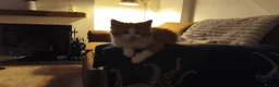 Mixed Breed cats for sale: Kittens for sale in Colchester - Advert 5
