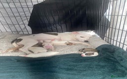 Staffordshire Bull Terrier dogs for sale: Staff cross American bulldog  - Image 4