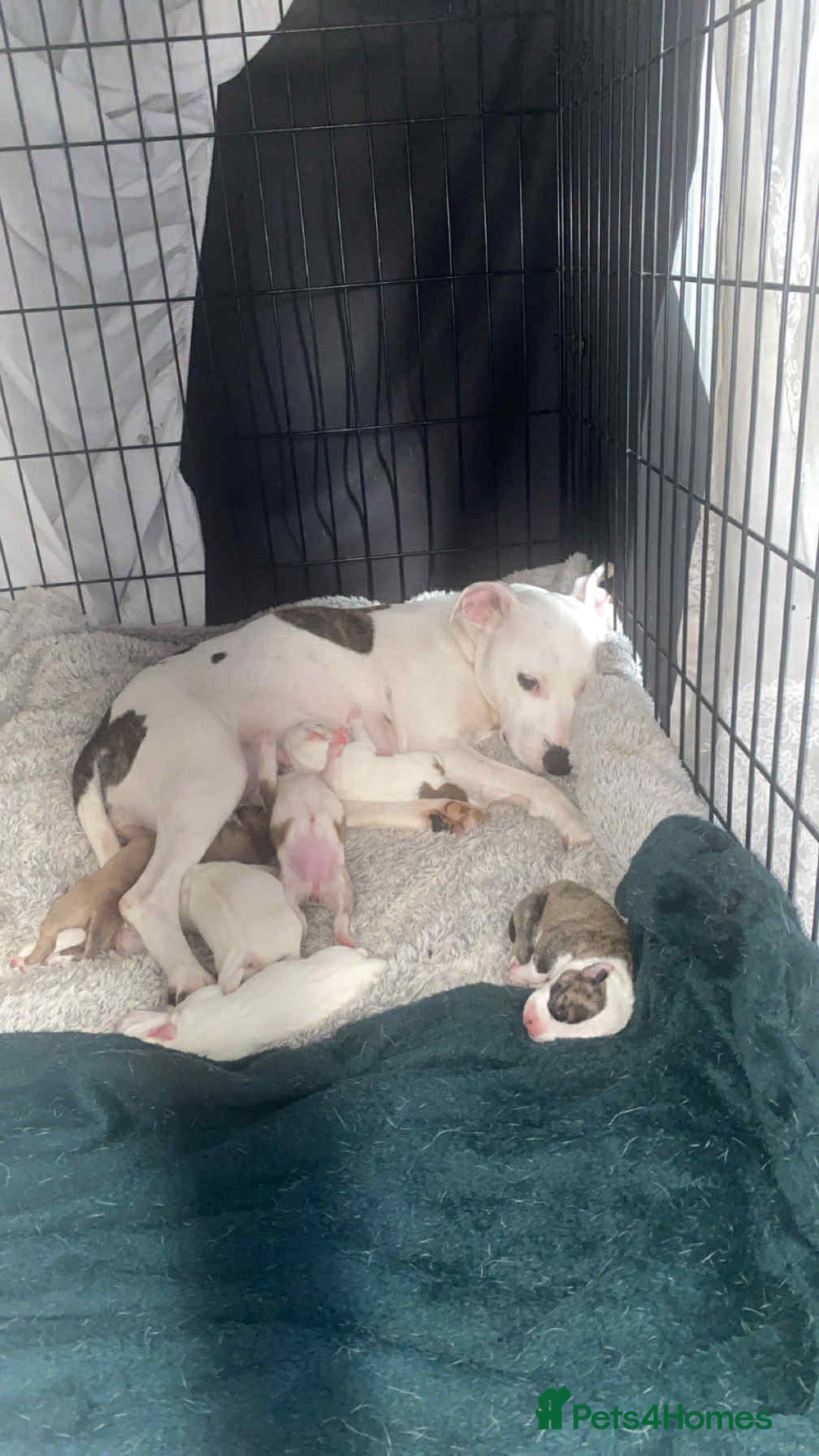 Staffordshire Bull Terrier dogs for sale: Staff cross American bulldog  - Image 4
