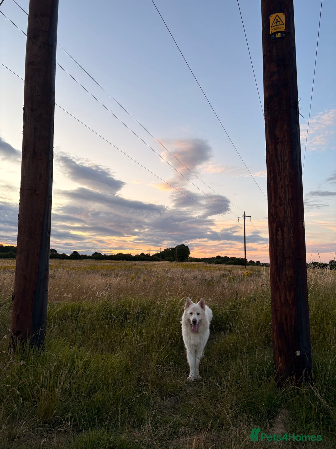 German Shepherd dogs for sale: Valentine - Image 5