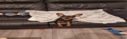 Miniature Pinscher dogs for sale: Female Miniature Pinscher 18 Months – Show Quality - Advert 7