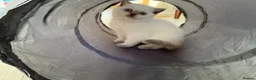 British Shorthair cats for sale: 2 x Colourpoint British Shorthair Kittens in Rayleigh - Advert 5