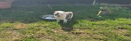 English Bulldog dogs for sale: Beautiful bulldog girl puppy  - Advert 9