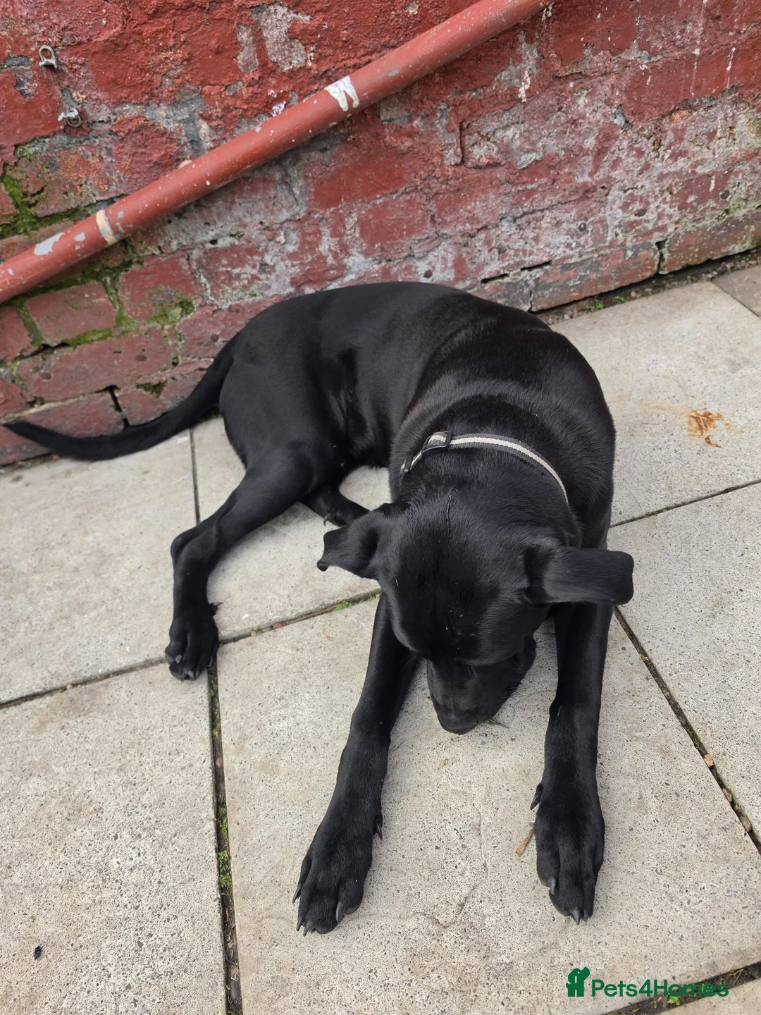 Mixed Breed dogs for sale: Rebel & Nala - Advert 2