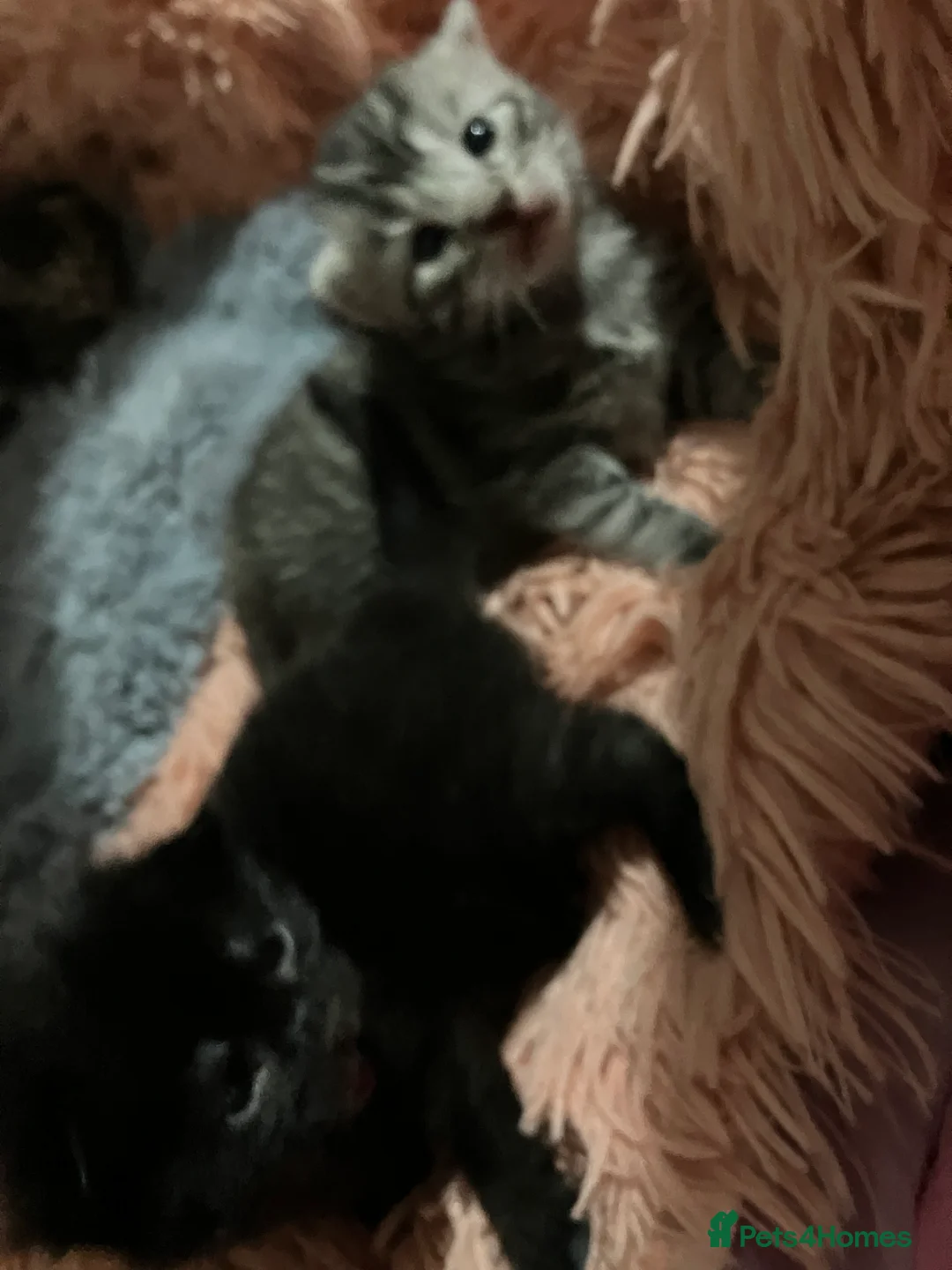 Russian Blue cats for sale: Silver and black tabby kittens  - Advert 6