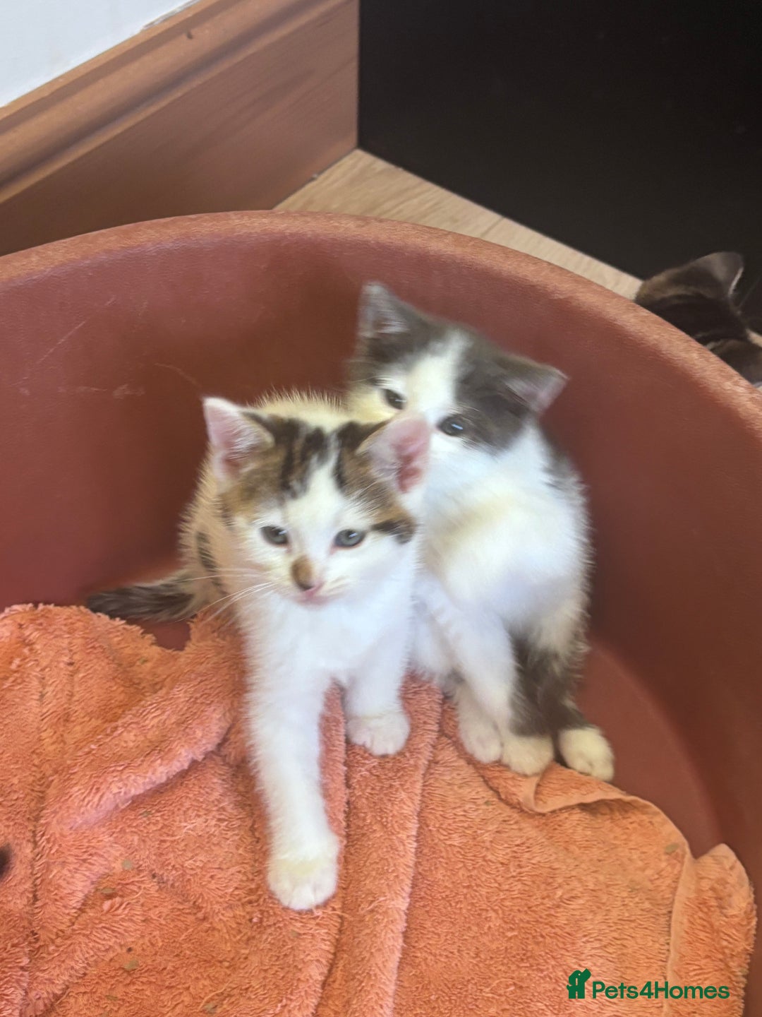 Mixed Breed cats for sale: Kittens seeking 5⭐️ forever homes - Image 10