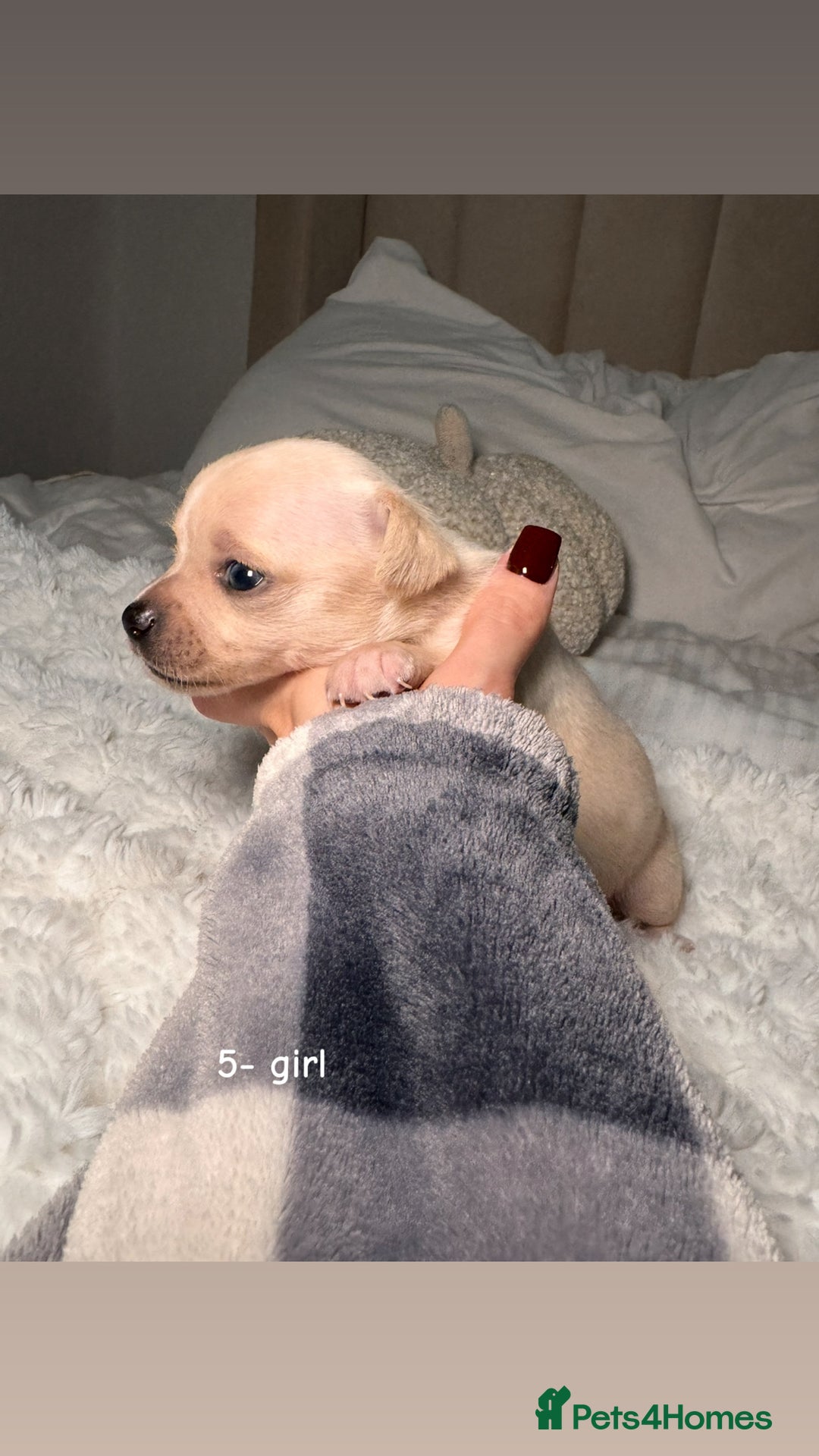 Chiweenie dogs for sale: chiweenie (dachshund x chihuahua) puppies - Image 15