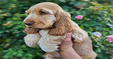 Cocker Spaniel dogs in Dereham - Advert 11