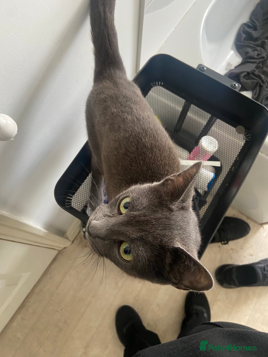 Russian Blue cats for sale: Mixed Russian blue kittens - Image 9