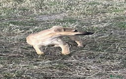 Mixed Breed dogs for sale: Whippet dear hound collie  - Image 2