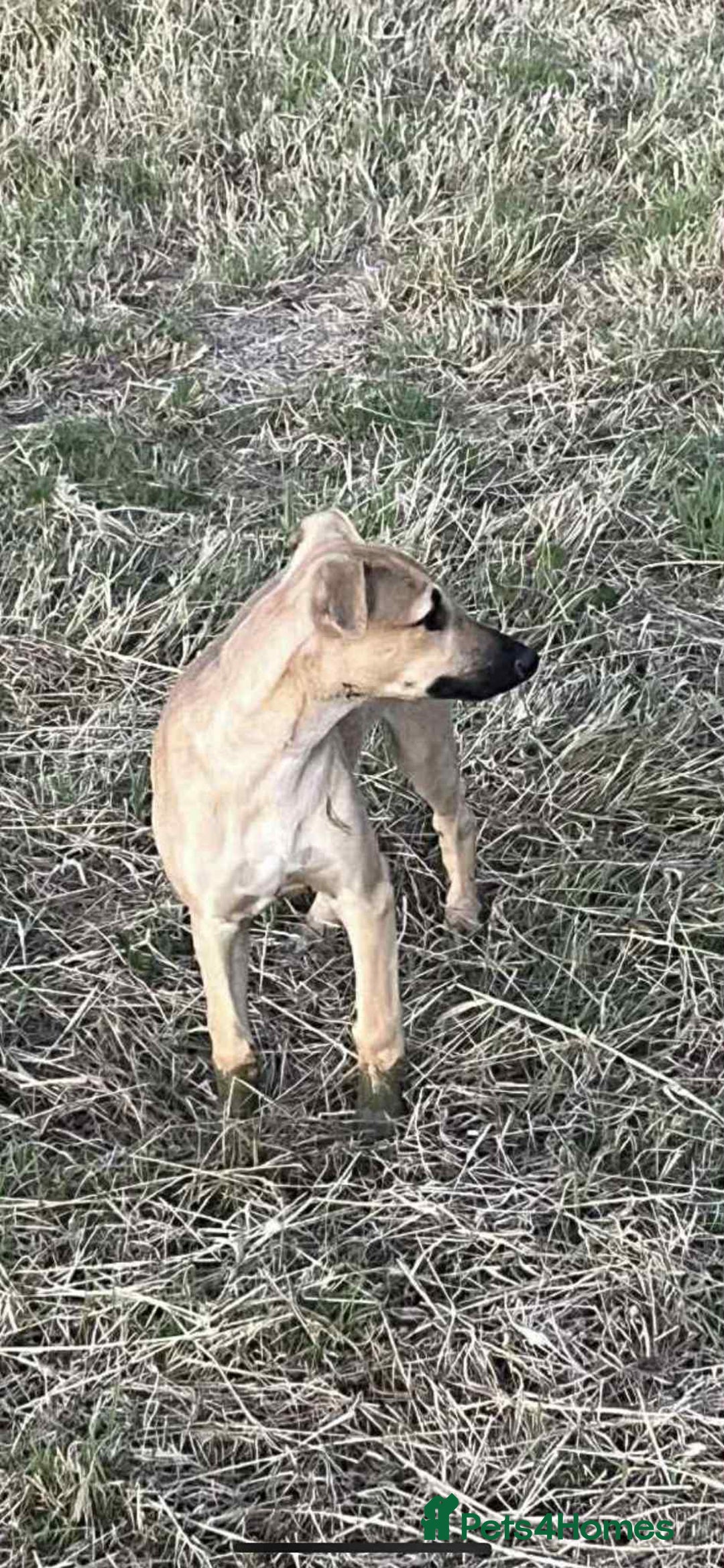 Mixed Breed dogs for sale: Whippet dear hound collie  - Image 2