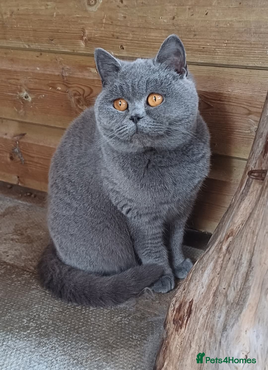 British Shorthair cats for sale: GCCF Blue female  - Image 2