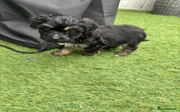 Cavapoo dogs for sale: Ready now Cavapoo puppies for sale  - Image 6