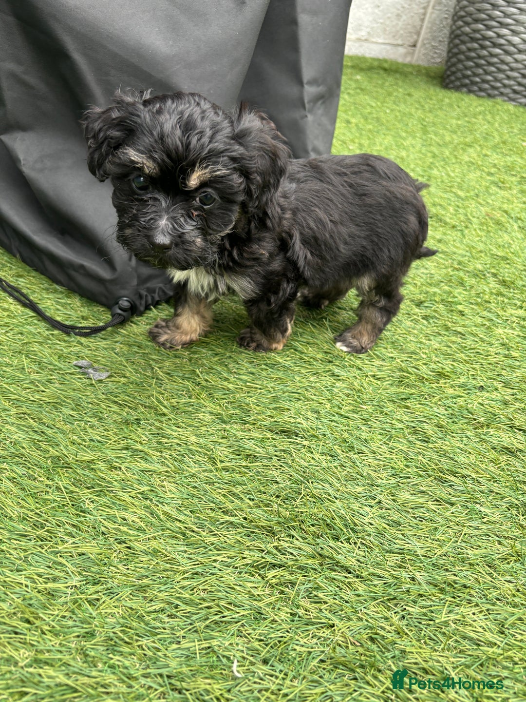 Cavapoo dogs for sale: Ready now Cavapoo puppies for sale  - Image 6