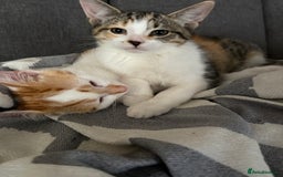 British Shorthair cats for sale: 2 British shorthair/calico cats for sale  - Image 3