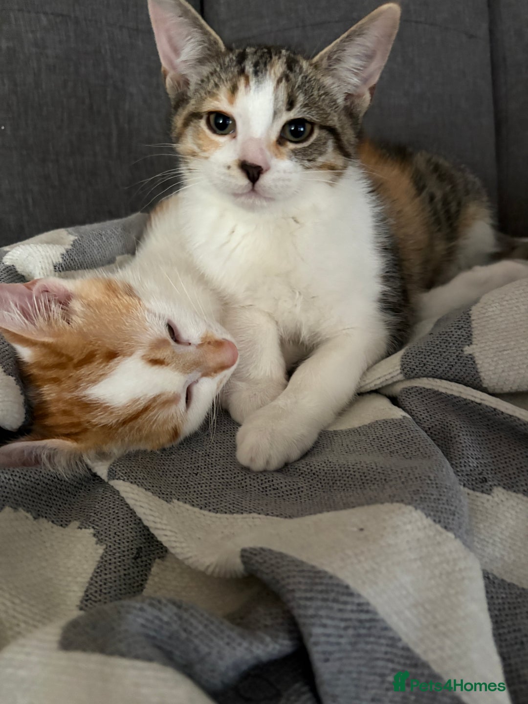 British Shorthair cats for sale: 2 British shorthair/calico cats for sale  - Image 3