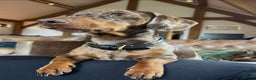 Miniature Dachshund dogs for stud: Beautiful Miniature Dachshund for stud  - Advert 3