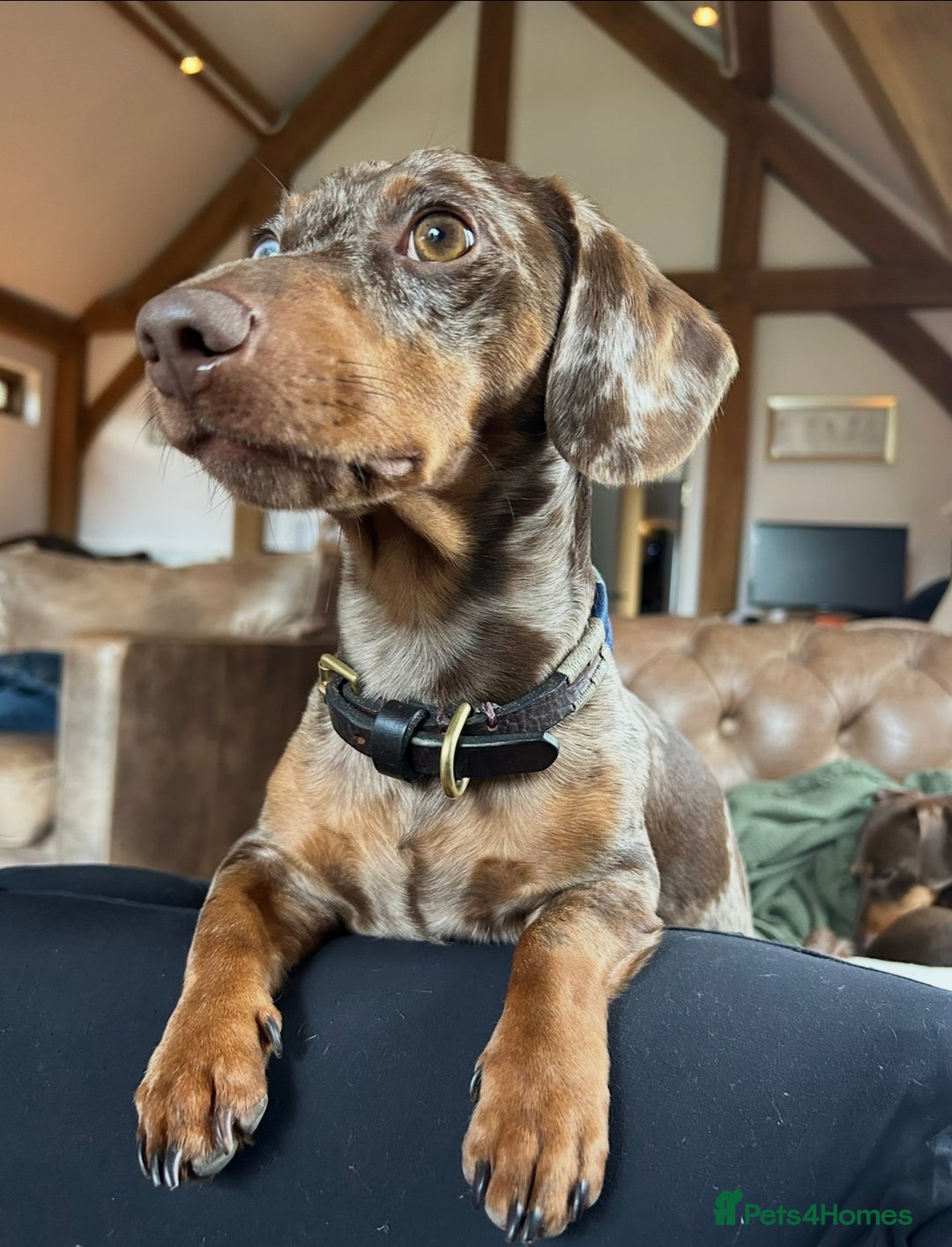Miniature Dachshund dogs for stud: Beautiful Miniature Dachshund for stud  - Advert 3