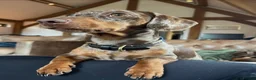 Miniature Dachshund dogs for stud: Beautiful Miniature Dachshund for stud  - Advert 3