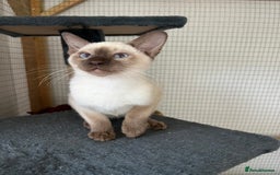Siamese cats for sale: Siamese chocolate kittens - Image 17