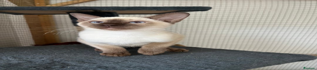 Siamese Kitten 2